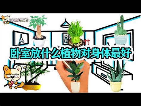 房間不能放花|房間不能放什麼花？－天然水晶分享小天地｜痞客